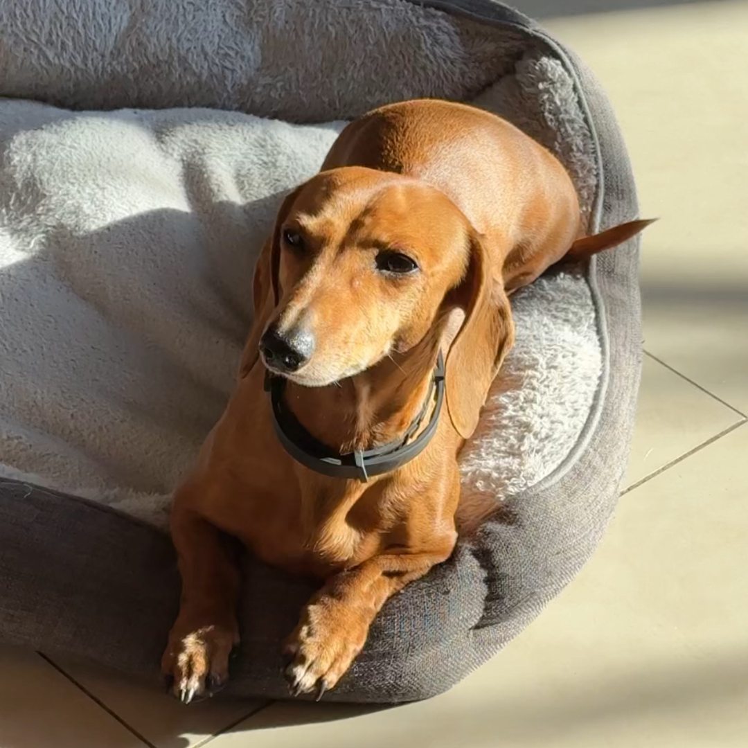 BarkBliss™ Calming Dog Collar